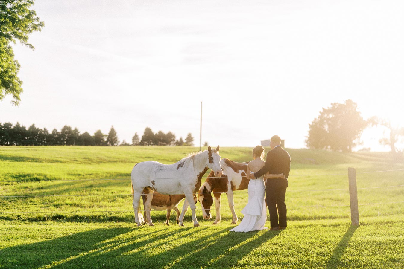Bride and groom standing together in a sunny farm pasture with horses near Chatham-Kent, Ontario, Canada.