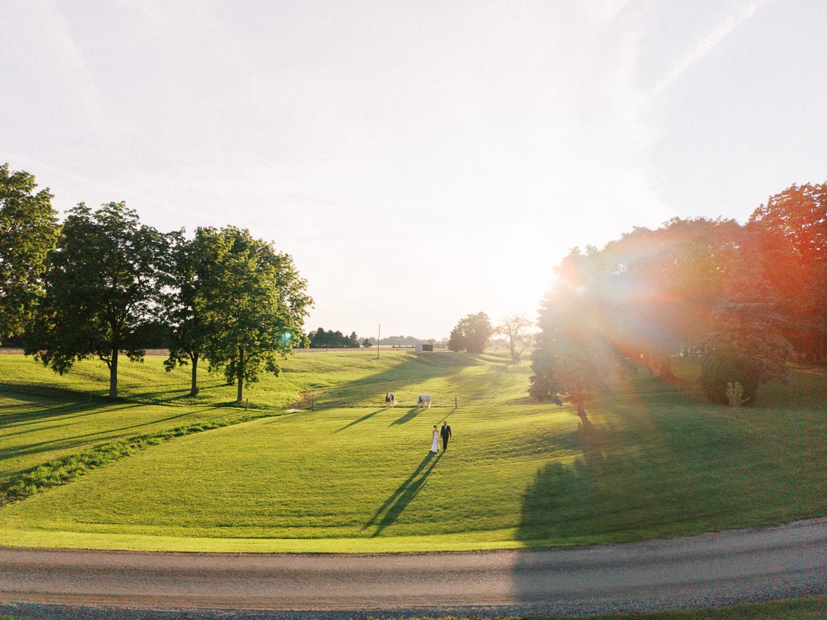 Bride and groom walking across a green farm field at sunset near Chatham-Kent, Ontario, with trees, cattle, and warm lens flare.
