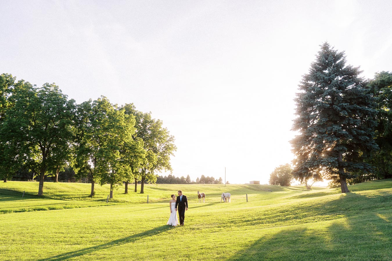 Bride and groom walking across a sunlit farm lawn near Chatham-Kent, Ontario, with horses, trees, and golden evening light.