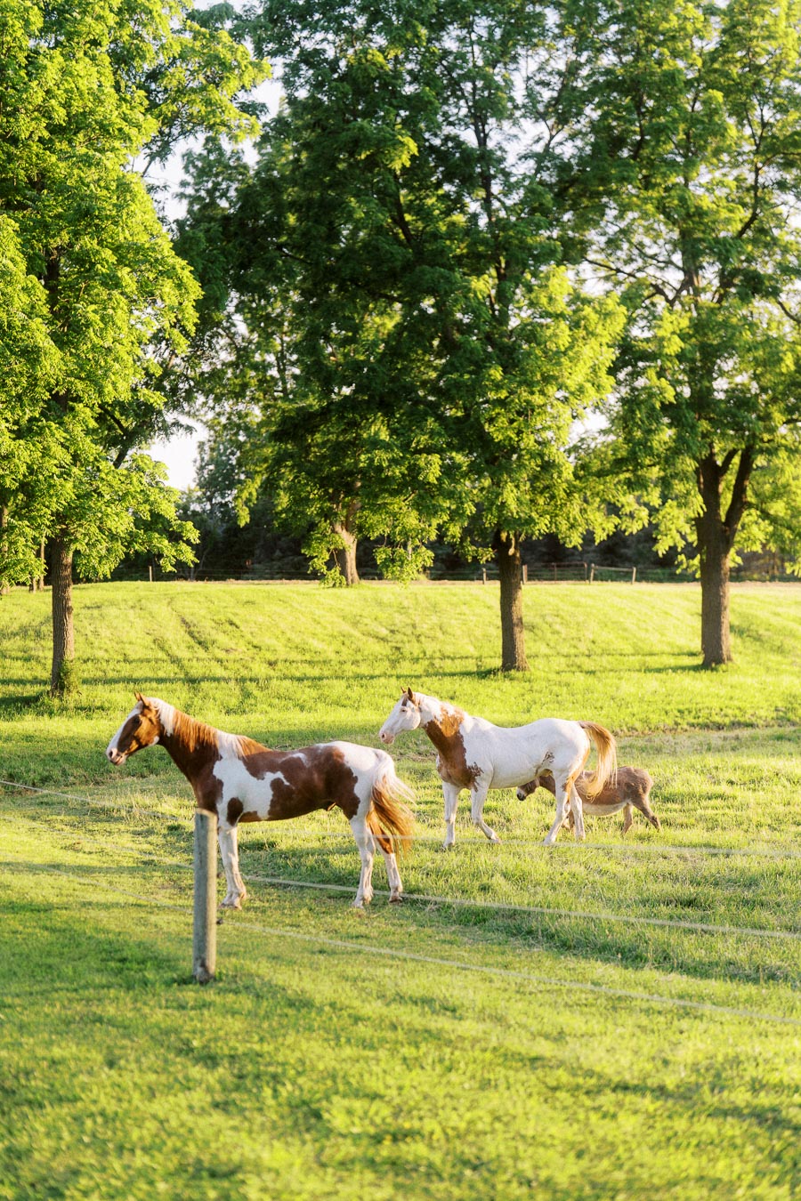 Horses grazing in a sunlit farm pasture near Chatham-Kent, Ontario, Canada, with green trees and fenced grassland on a private estate wedding property.