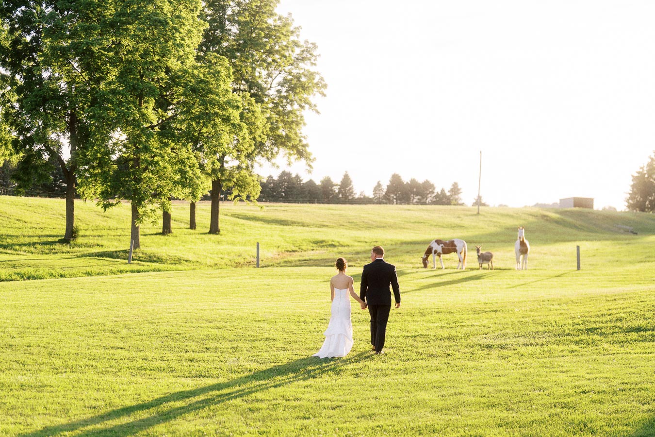 Bride and groom walking through a sunlit farm field near horses during an outdoor private estate wedding in Chatham-Kent, Ontario, Canada.