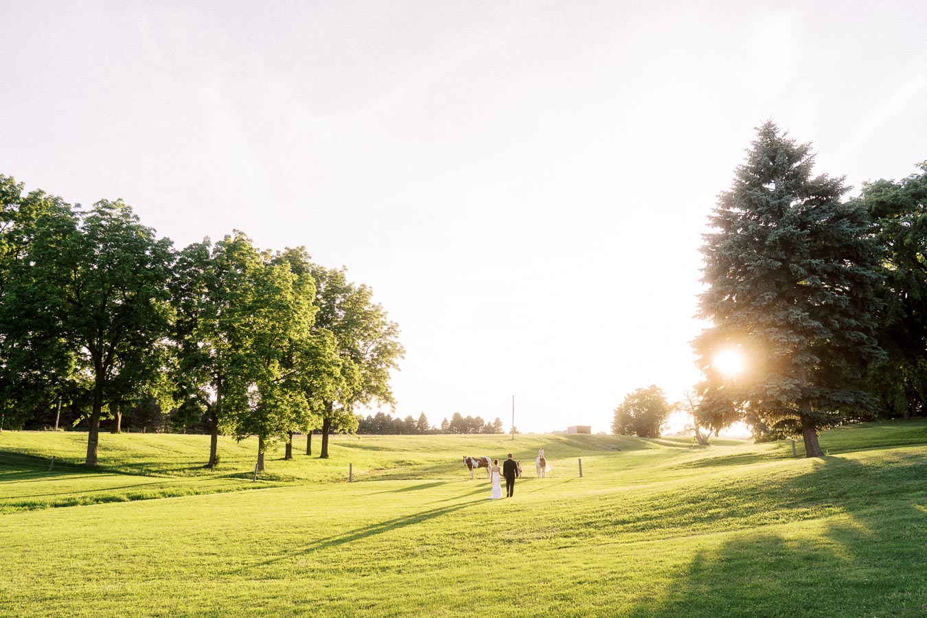 Bride and groom walking across a sunlit farm field near Chatham-Kent, Ontario, with horses, trees, and golden evening light.