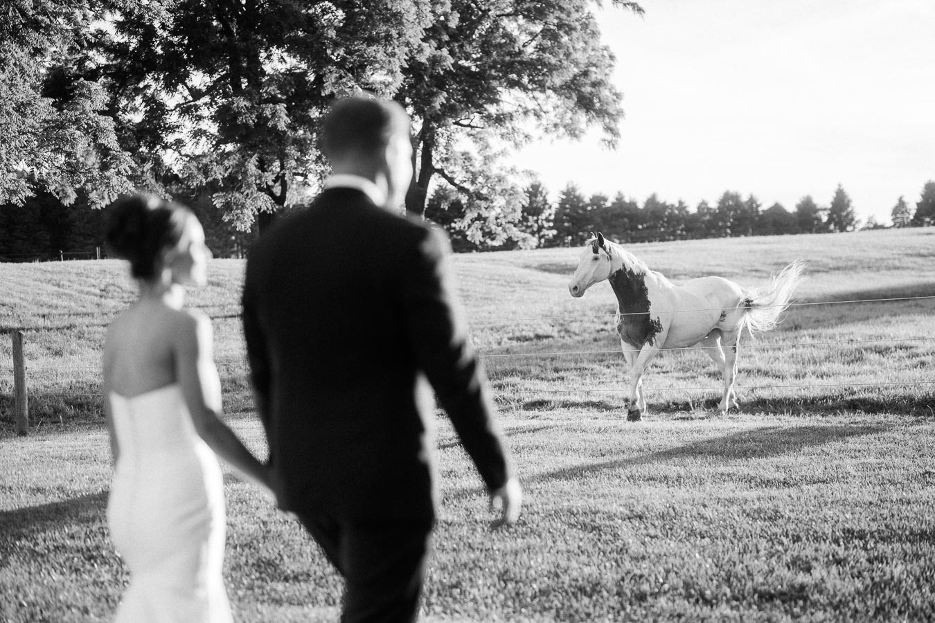 Black and white outdoor wedding portrait of a bride and groom walking on a farm field while a horse runs nearby in Chatham-Kent, Ontario.
