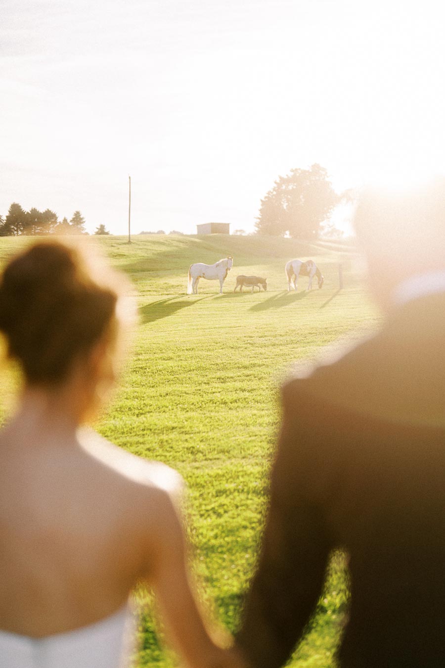 Bride and groom walking through a sunlit farm field with horses grazing in the distance near Chatham-Kent, Ontario, Canada.