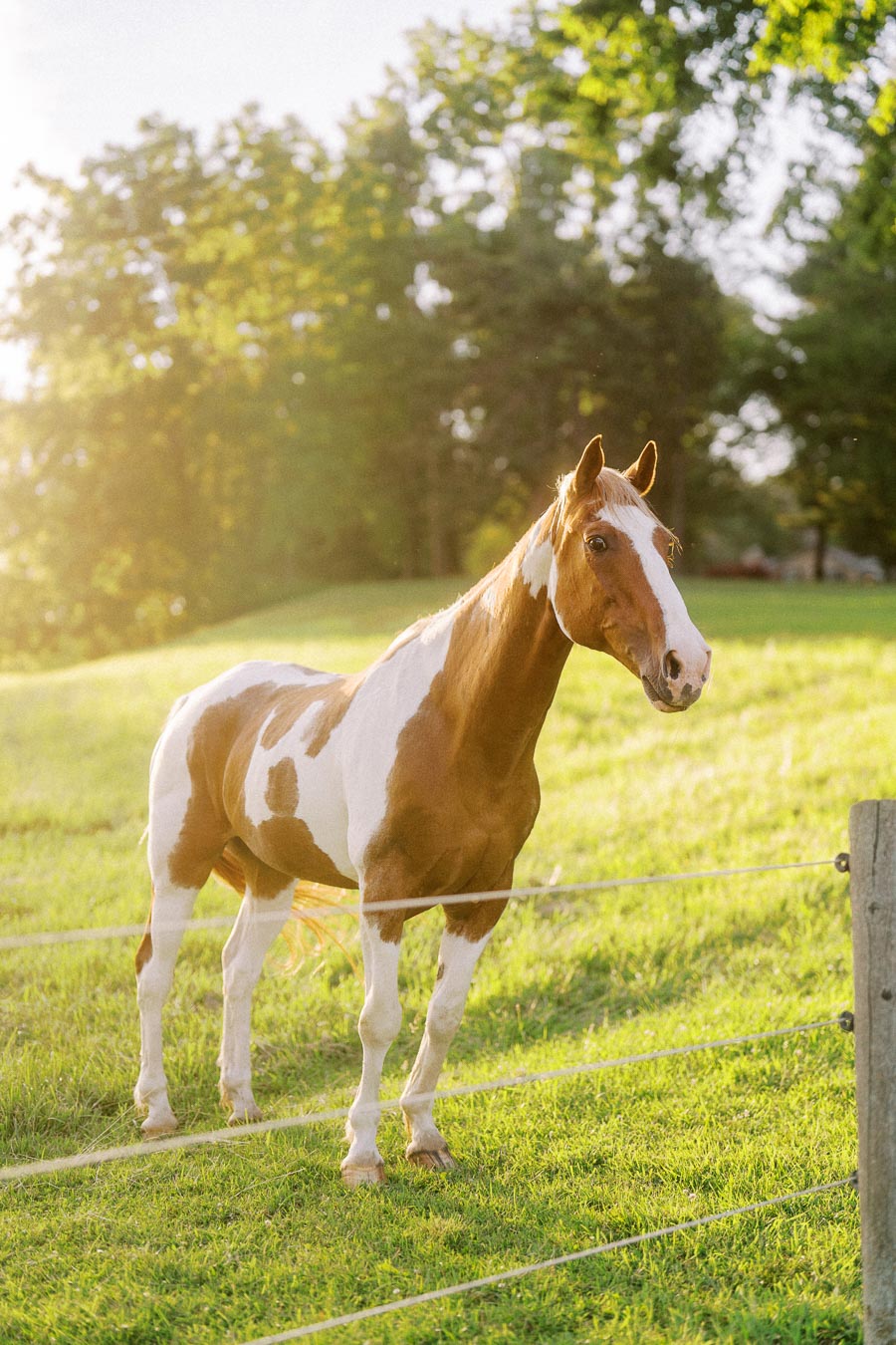 Paint horse standing in a sunlit farm pasture behind an electric fence near Chatham-Kent, Ontario.