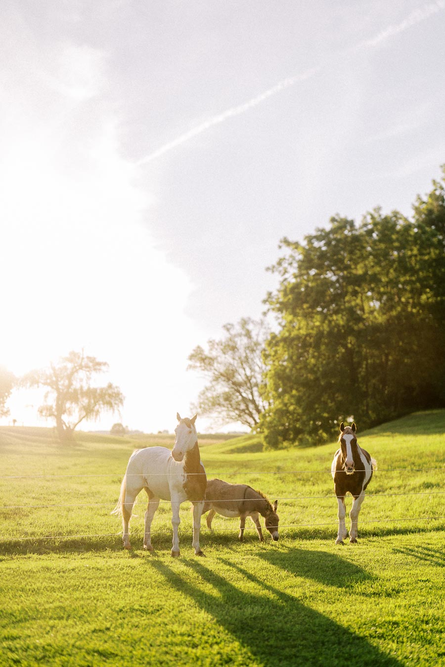 Horses grazing in a sunlit farm pasture near Chatham-Kent, Ontario, Canada, on private property during an outdoor wedding setting.