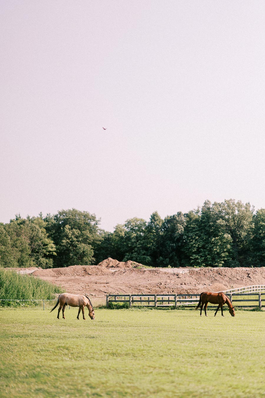 Two horses grazing in a fenced pasture at The Green Acres in Flamborough, Ontario
