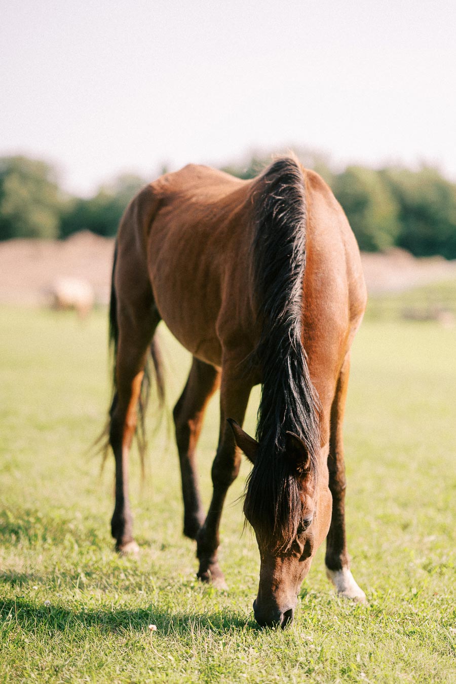 Brown horse grazing in a grassy pasture at The Green Acres