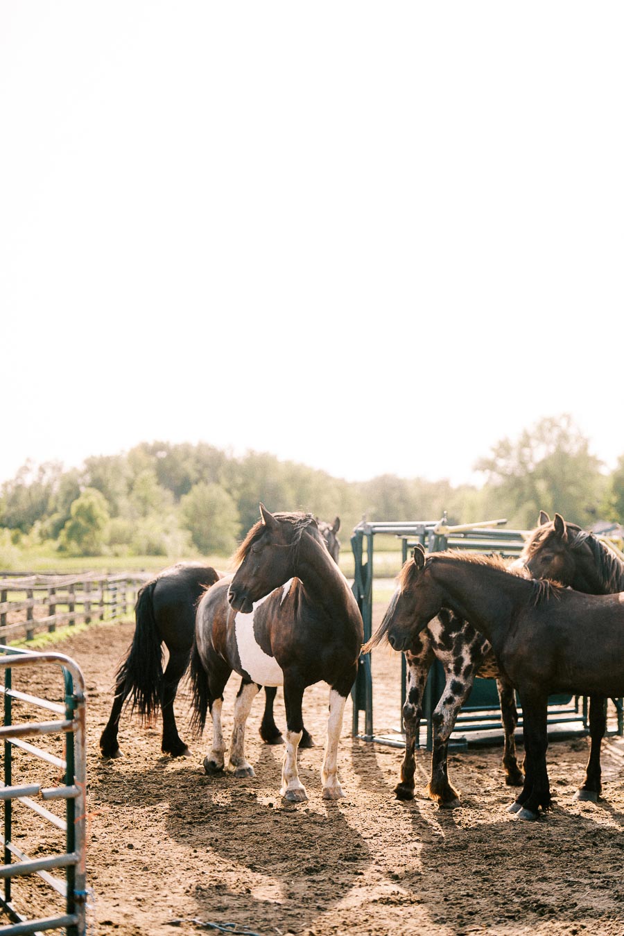Horses gathered in a fenced paddock at The Green Acres in Flamborough, Ontario