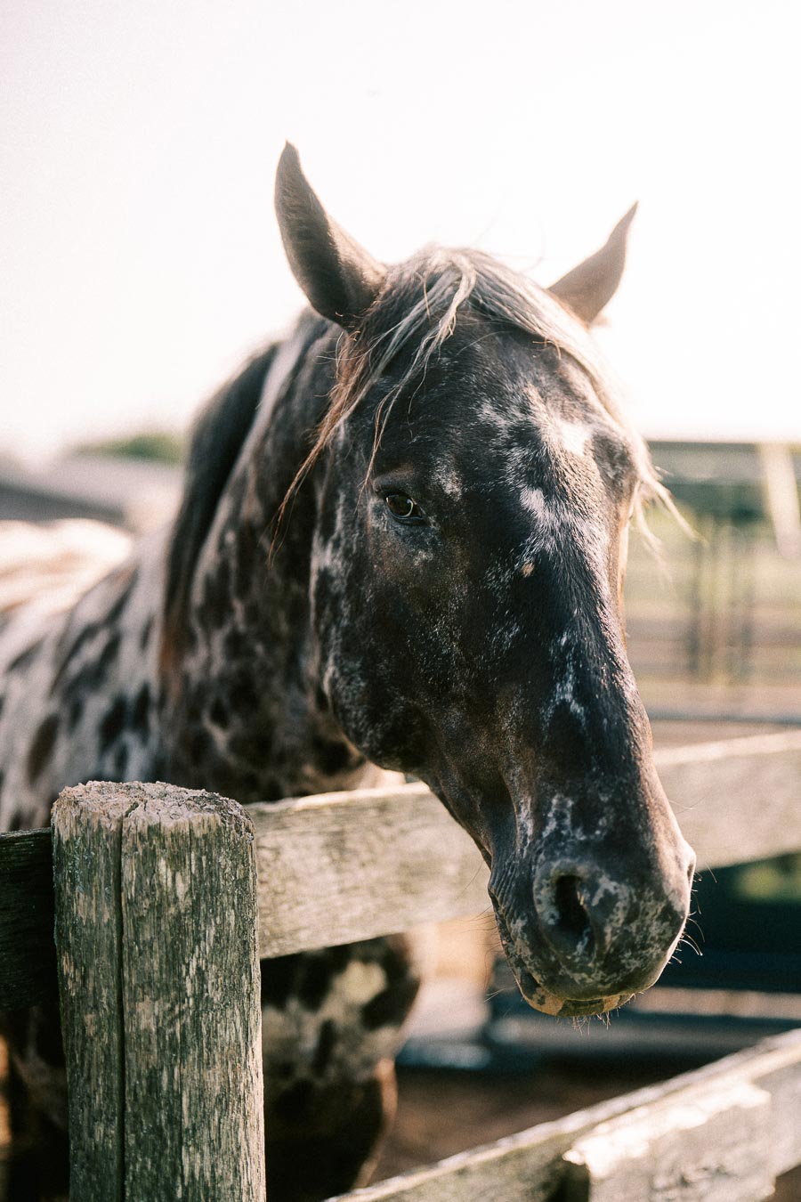 Appaloosa horse standing behind a wooden fence at The Green Acres