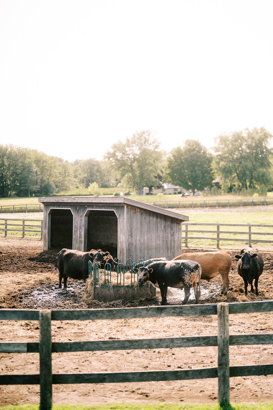 Cows gathered near a wooden shelter in a fenced farm paddock