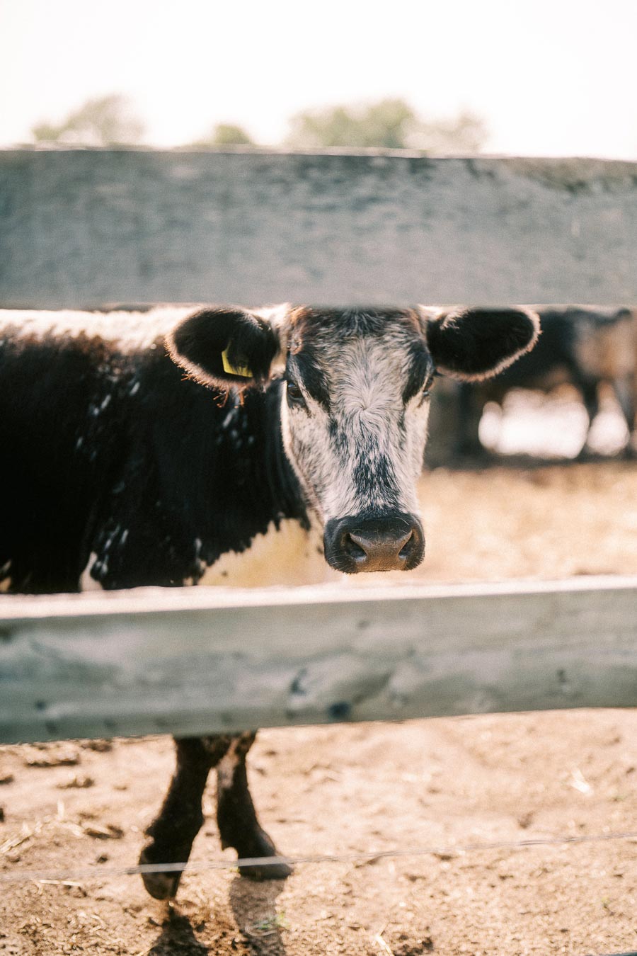 Black and white cow behind a wooden fence at The Green Acres farm