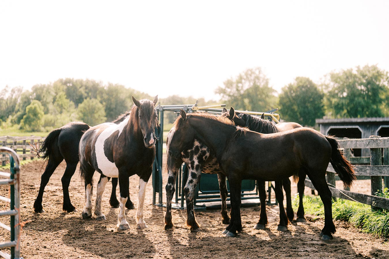 Horses gathered by a feeder in a fenced paddock at The Green Acres