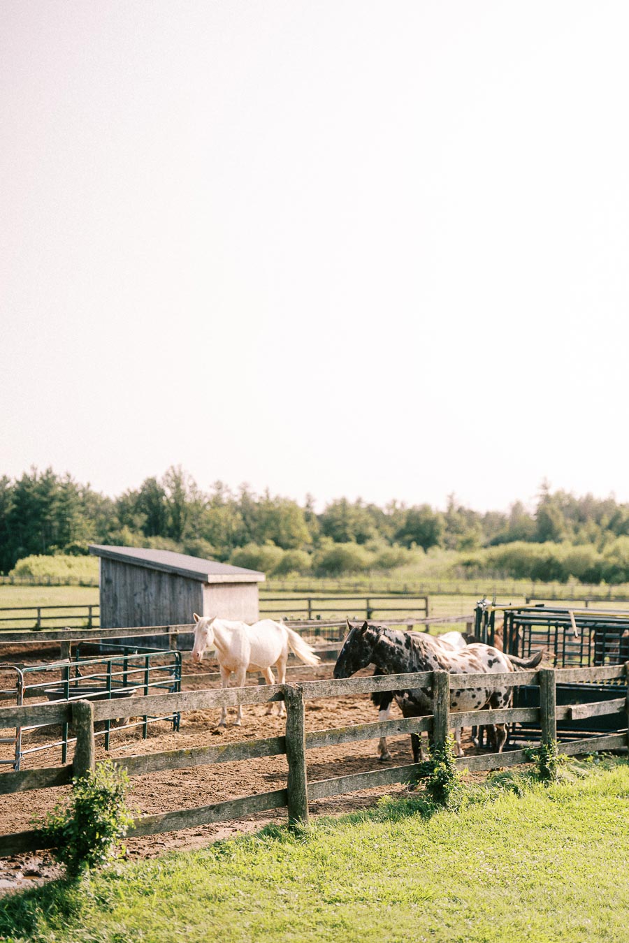 Two horses in fenced paddocks at The Green Acres in Flamborough, Ontario