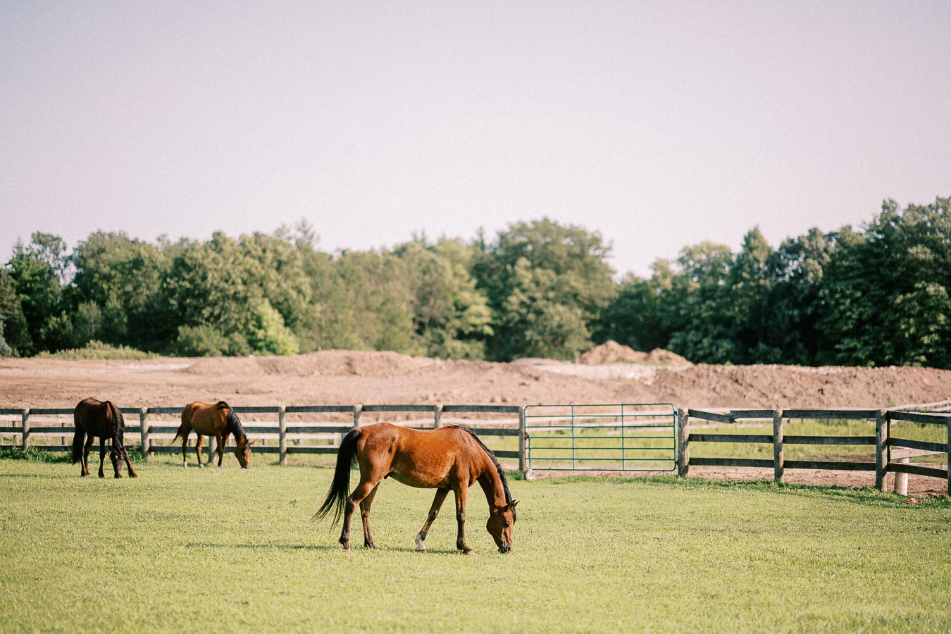 Horses grazing in a fenced pasture at The Green Acres in Flamborough, Ontario
