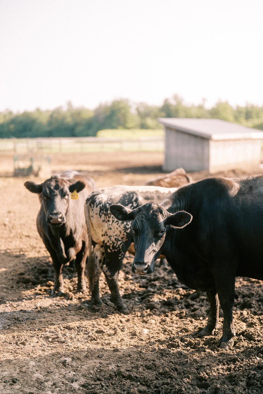 Cattle standing in a dirt farm paddock at The Green Acres in Flamborough, Ontario
