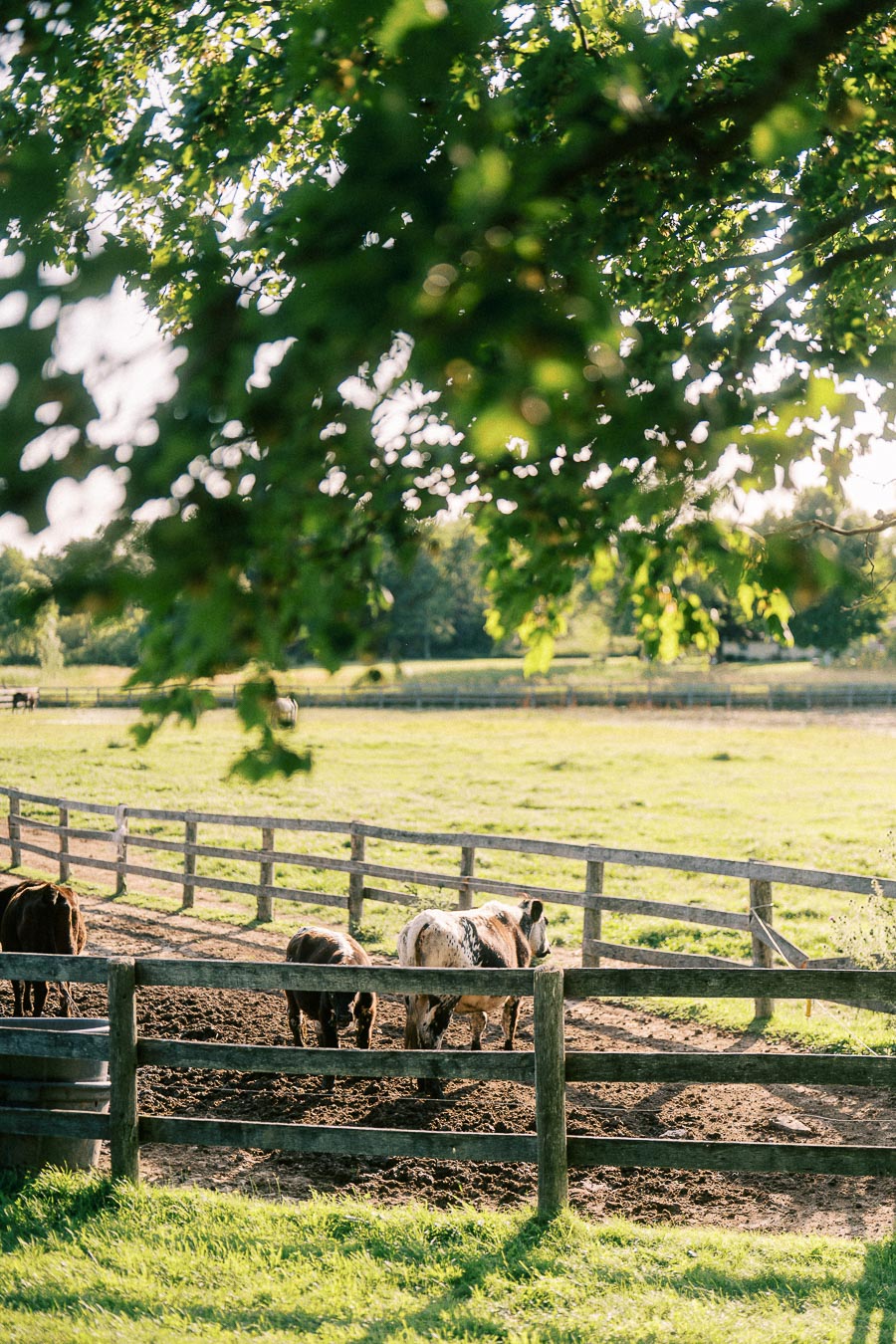 Horses in a fenced paddock beneath leafy trees at The Green Acres