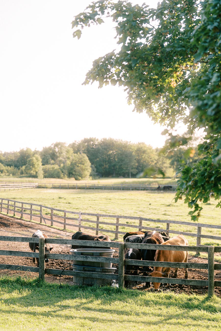 Horses gathered behind a wooden fence at The Green Acres in Flamborough
