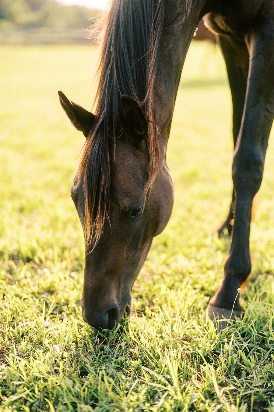Brown horse grazing in sunlit grass at The Green Acres