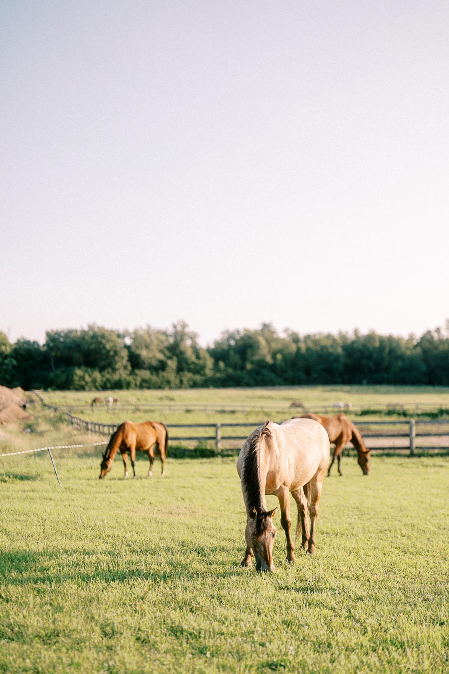 Horses grazing in a fenced pasture at The Green Acres in Flamborough
