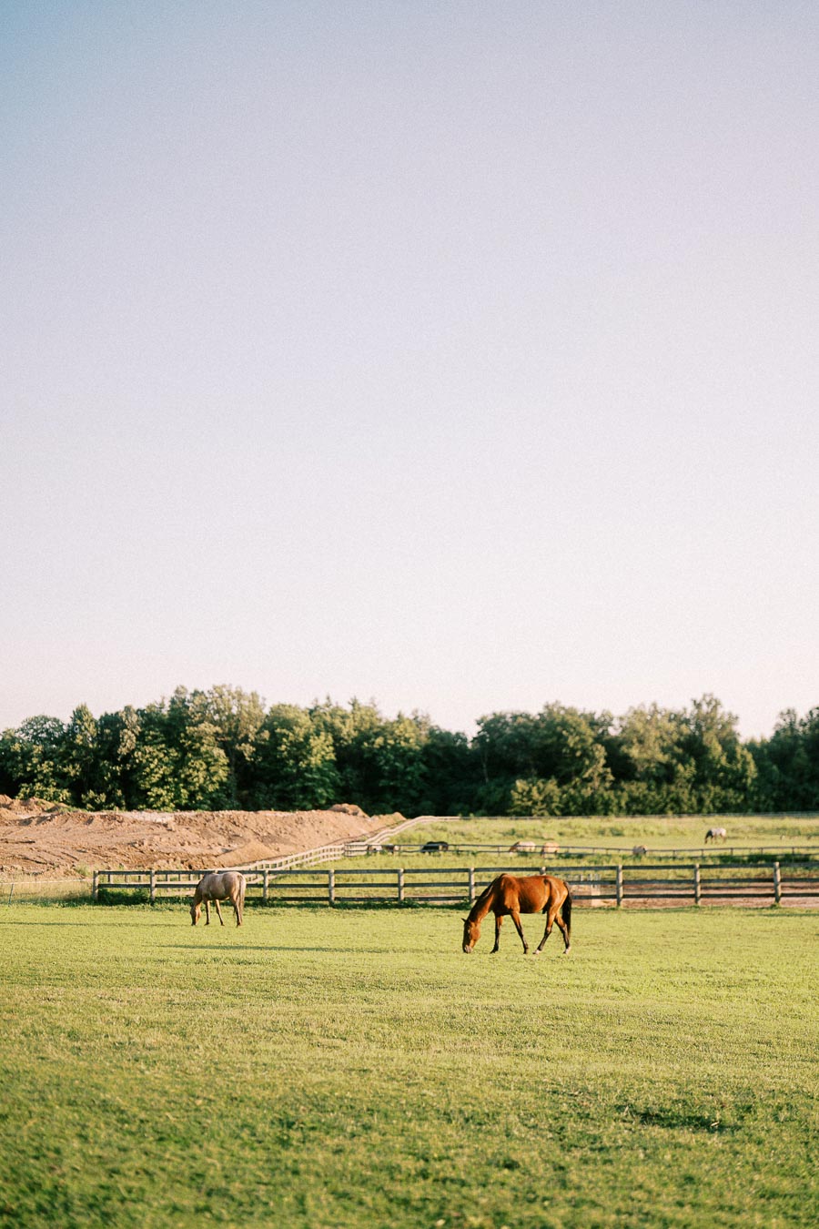 Horses grazing in a fenced pasture at The Green Acres in Flamborough, Ontario