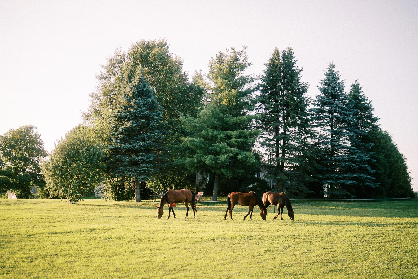 Three horses grazing in a grassy pasture at The Green Acres
