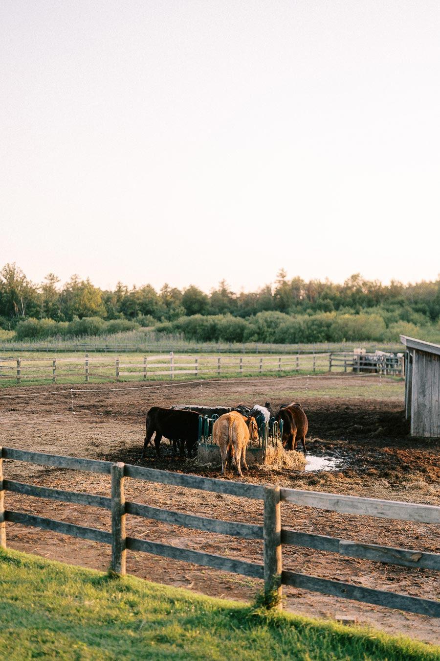 Horses gathered at a feeder behind wooden fencing at The Green Acres