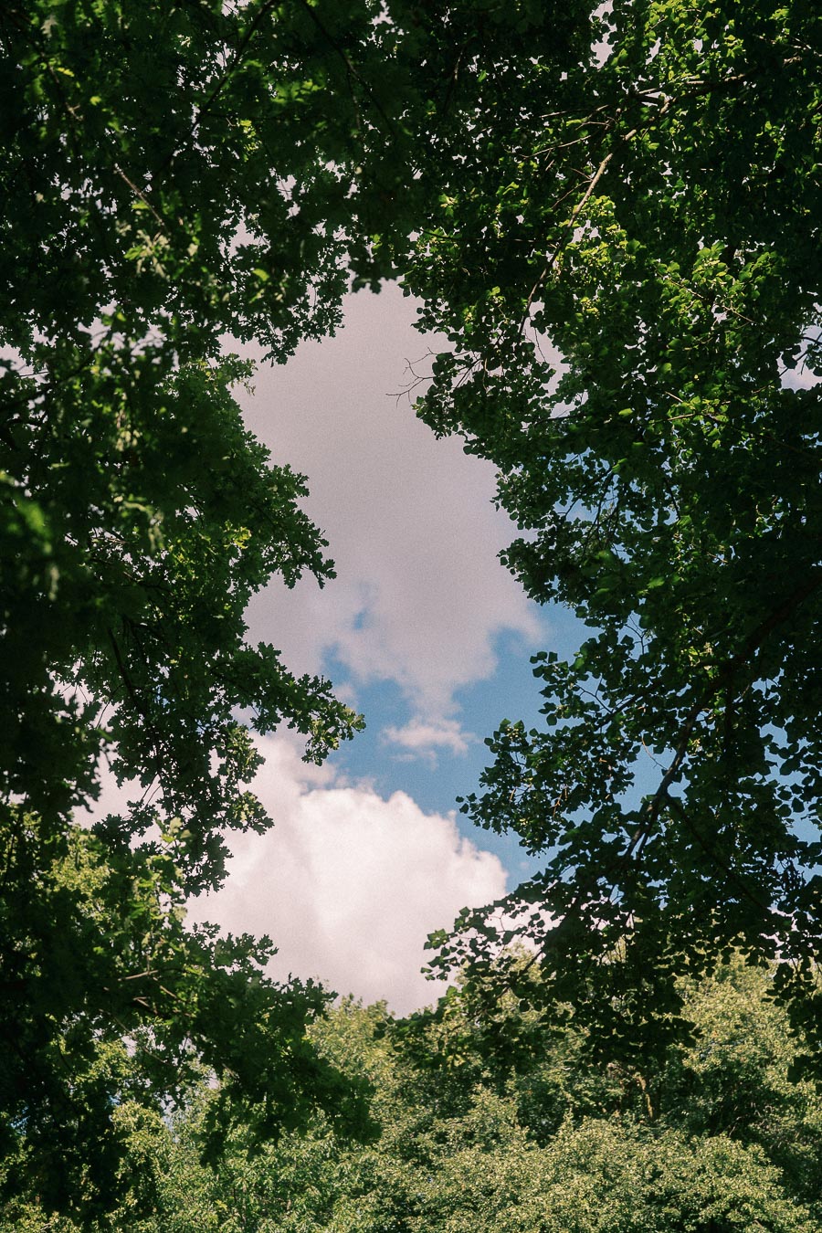 Leafy tree canopy frames a patch of blue sky and white clouds on a summer day in Aurora, Ontario.