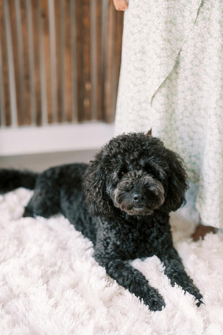 Black curly family dog resting on a white shag rug beside a floral dress.