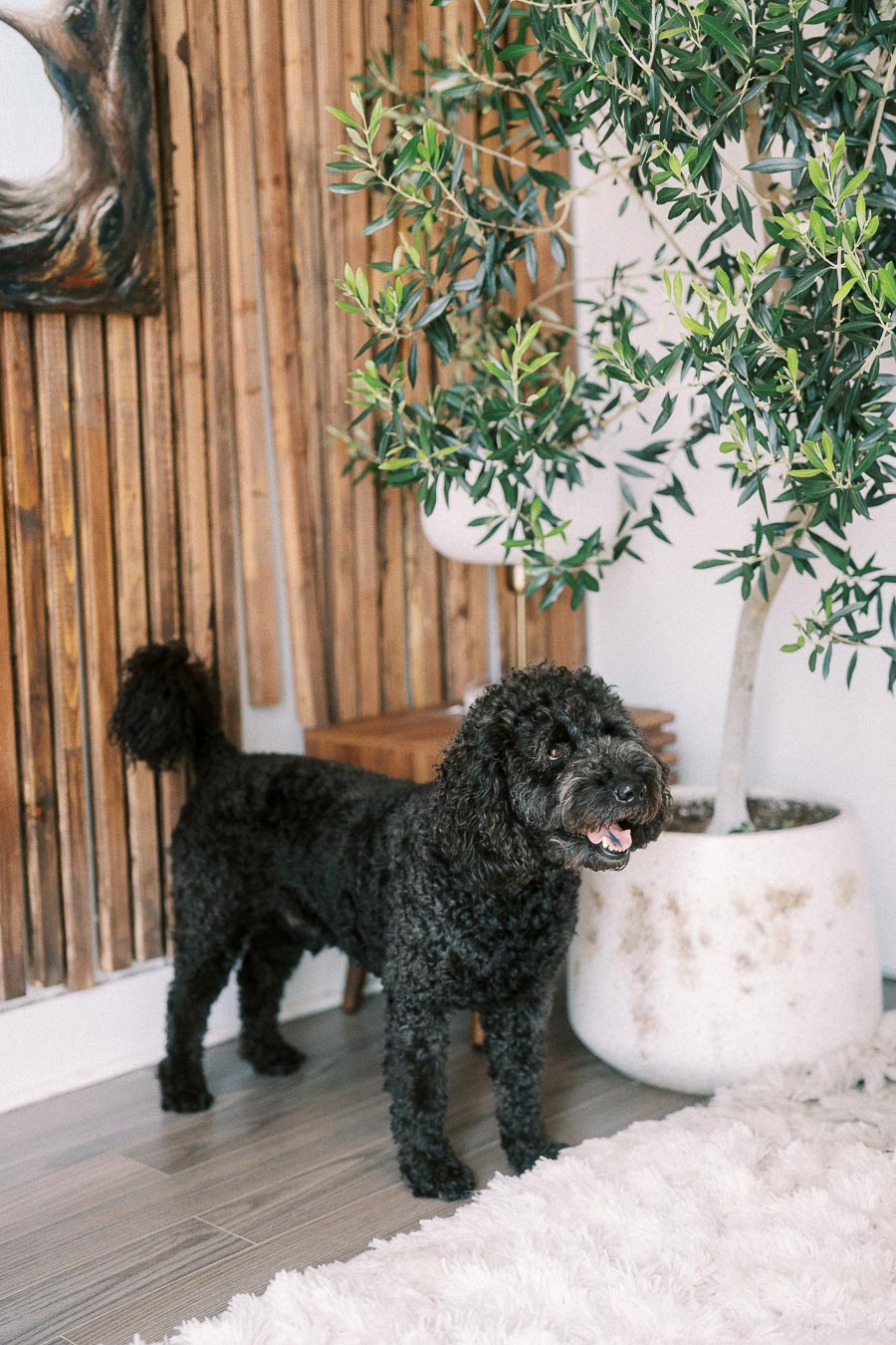 Black curly dog standing beside a large potted tree in a Toronto home.
